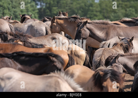 Dülmener chevaux sauvages Banque D'Images