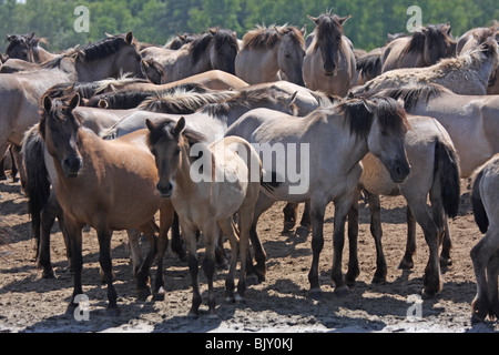 Dülmener chevaux sauvages Banque D'Images