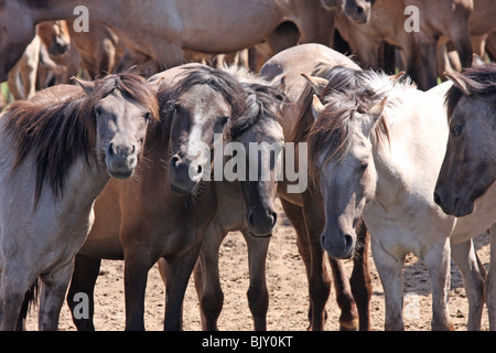 Dülmener chevaux sauvages Banque D'Images