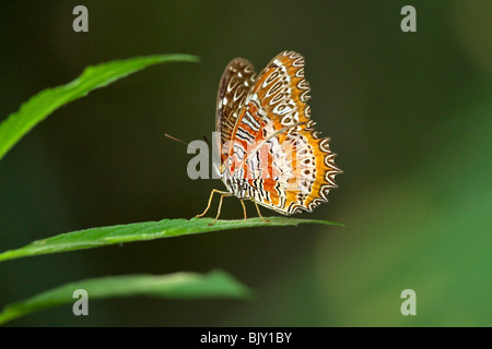 Chrysope rouge papillon (Cethosia biblis) Banque D'Images