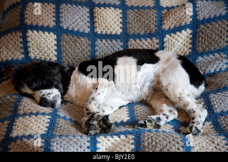 Cocker Anglais endormi sur woolen blanket Banque D'Images