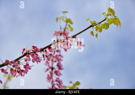Redbud cercis arbre en fleurs Banque D'Images