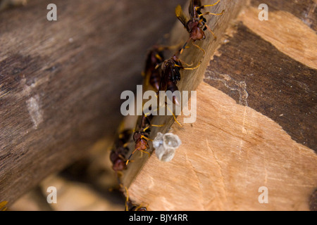 Hornet nichent dans une hutte de chaume Banque D'Images