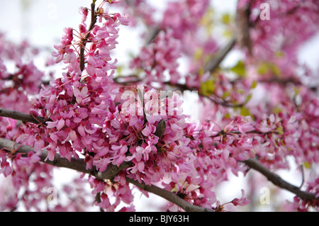 Redbud cercis arbre en fleurs Banque D'Images