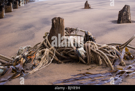 Pieu de bois AVEC DES CORDES ET DES ALGUES ÉCHOUÉS SUR LA PLAGE À SEATON CAREW Banque D'Images