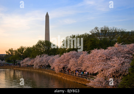 Floraison de pointe les cerisiers à Washington DC avec le Washington Monument dans le fond. Banque D'Images