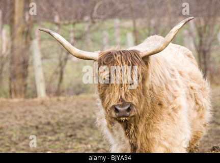 A Highland cattle ( kyloe ) dans le corral de l'extérieur. Banque D'Images