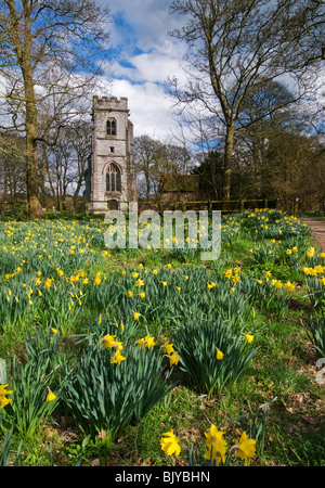 Coulant au printemps jonquilles Baddesley Clinton Church, Warwickshire Banque D'Images