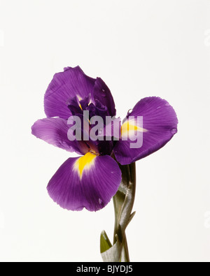 Iris de Sibérie Banque D'Images