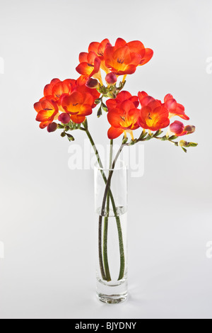 Freesia rouge vase en verre Banque D'Images