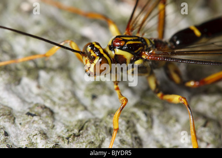 Une guêpe mouche ichneumon géant mâle cherche un arbre mort pour les femelles prêt à sortir du bois. Banque D'Images