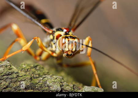 Une guêpe mâle mouche ichneumon géant, prête à s'accoupler, recherche un arbre mort pour les femelles vierges qui n'ont pas encore émergé du bois. Banque D'Images