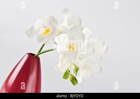 Freesia blanc en vase rouge Banque D'Images