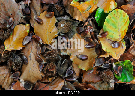 Feuilles de hêtre, cupules et écrous / seeds (Fagus sylvatica) sur le sol de la forêt en automne, Belgique Banque D'Images