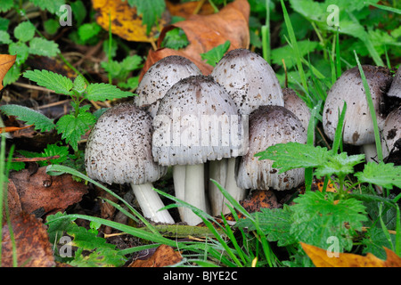 Cap d'encre commun commun / inkcap / Inky pac (Coprinus atramentarius Coprinopsis / atramentaria) Banque D'Images