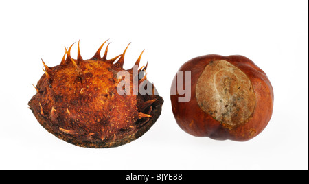 Cheval - châtaignier commun / écrous conkers (Aesculus hippocastanum) sur fond blanc Banque D'Images