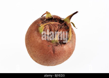 Néflier commun (Mespilus germanica) montrant fruits / Pomés, Belgique Banque D'Images