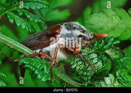 Cockchafer / Maybug (Melolontha melolontha) dans la région de fern forest Banque D'Images