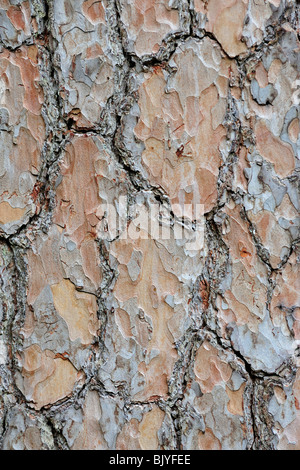 L'écorce de pin sylvestre (Pinus sylvestris), close-up Banque D'Images