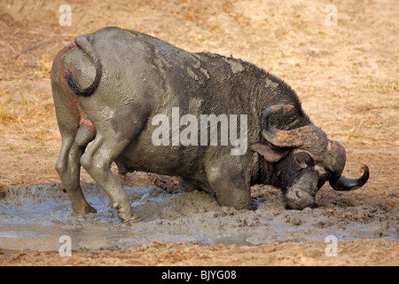 L'Afrique ou buffle bull (Syncerus caffer) prenant un bain de boue, Kruger National Park, Afrique du Sud Banque D'Images