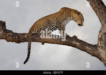 Leopard (Panthera pardus) assis dans un arbre contre un ciel nuageux, Kruger National Park, Afrique du Sud Banque D'Images