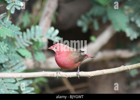 L'Afrique, Ethiopie, Lalibela, Red-billed Firefinch Lagonosticta Firefinch (Sénégal ou senegala) Banque D'Images