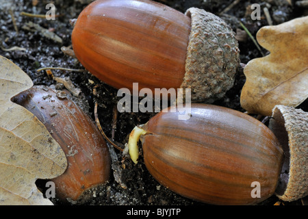 Arbre de chêne français (Quercus robur) shoot / les glands germent sur sol de la forêt en automne, Belgique Banque D'Images