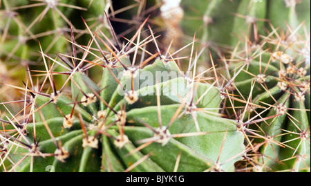 Partie de maison en pot épineux cactus Baril. Banque D'Images