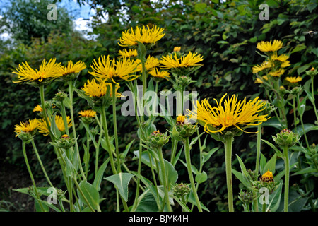 Grande aunée / heal / Marchalan-Cheval (Inula helenium), Belgique Banque D'Images