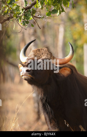 Gaur indien dans un regard intense dans la forêt sauvage de Pench, Inde. Banque D'Images