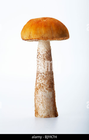 Orange-cap boletus. Gros plan d'une photo d'un champignon tremble debout sur fond blanc. Banque D'Images