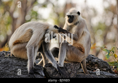 Languors gris Hanuman chaque nettoyage d'autres à Pench Tiger Reserve, en Inde. Banque D'Images