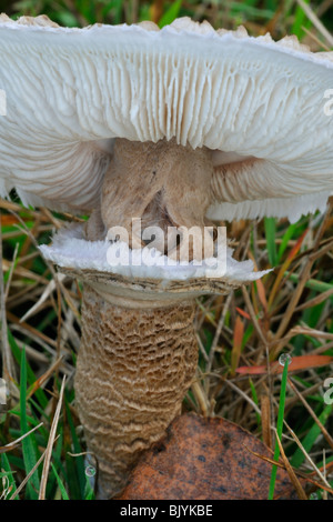 Coulemelle (Macrolepiota procera / Lepiota procera) montrant le dessous avec des branchies et anneau / ring Banque D'Images