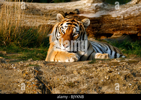 Le tigre pose en face d'un arbre tombé dans le soleil du soir. Banque D'Images