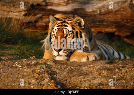 Le tigre pose en face d'un arbre tombé dans le soleil du soir. Banque D'Images