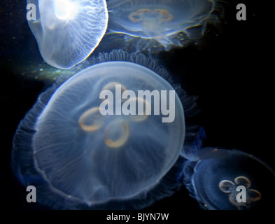 Cette image illustre plusieurs blanc clair jelly poisson nageant dans un aquarium à l'eau sombre d'un coup spectaculaire. Banque D'Images