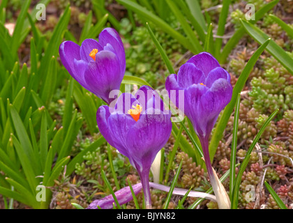 Cette image est un plan macro sur trois bulbes Crocus mauve clair avec quelques plantes grasses en arrière-plan. Banque D'Images