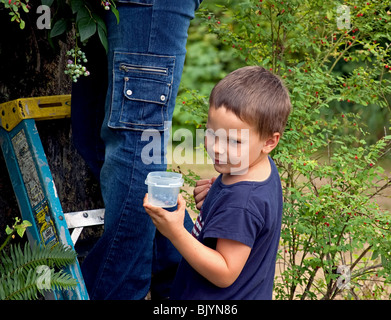 Ce mignon petit garçon de 5 ans est sur une échelle tenant le récipient à l'aide de choisir des bleuets. Banque D'Images