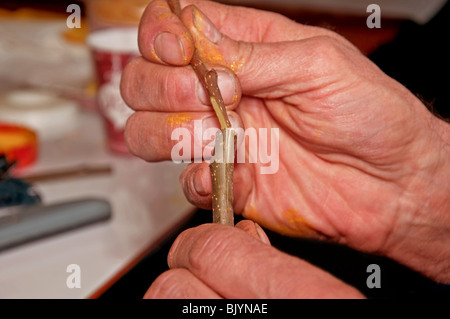 Cette photo montre un gros plan d'une main d'homme démontrant comment faire une fente sur la greffe d'arbres fruitiers dans l'horticulture. Banque D'Images