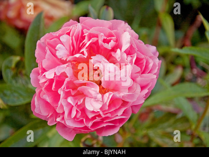 Une photo gros plan d'une une grande fleur de pivoine rose vif est un signe tel un printemps tout en fleurs avec cette vivace classique populaire. Banque D'Images