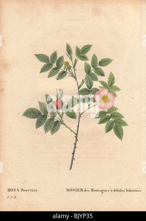Mountain Rose bidentates avec pointe rose et fleur de rose musquée (Rosa Biserrata écarlate). Banque D'Images