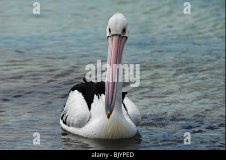 Pelican (Pelecanus conspicillatus australien) sur les eaux à Island Beach, Kangaroo Island, Australie du Sud Banque D'Images