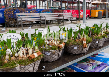 Les fleurs du printemps pour la vente au marché à la rue à Anvers Groenplaats Banque D'Images