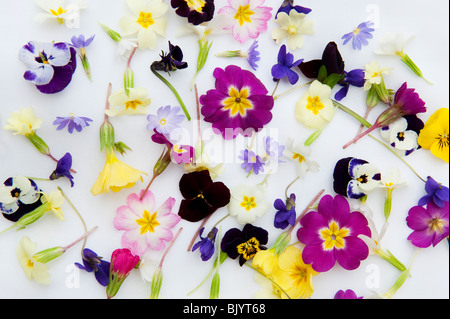 Les fleurs de printemps sur fond blanc Banque D'Images