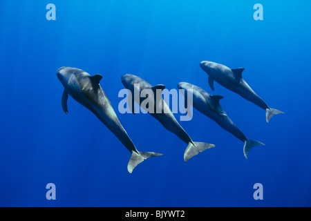 Les orques pygmées, Feresa attenuata, côte de Kona, Big Island, Hawaii, USA, l'Océan Pacifique Banque D'Images