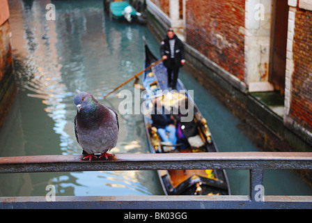 Pigeon, et canal en gondole à Venise, Italie Banque D'Images