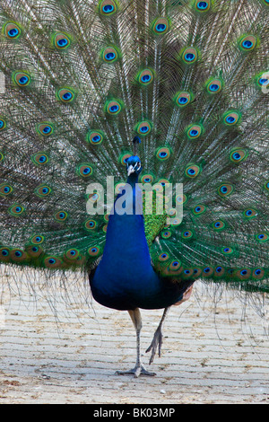 Paons indiens, Peacock, ou oiseau de Junon (Pavo cristatus) dans le zoo de Moscou. Banque D'Images