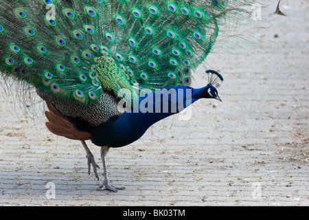 Paons indiens, Peacock, ou oiseau de Junon (Pavo cristatus) dans le zoo de Moscou. Banque D'Images