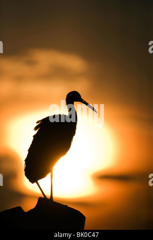 Limpkin dans le coucher du soleil - Green Cay Wetlands - Boynton Beach, Floride USA Banque D'Images