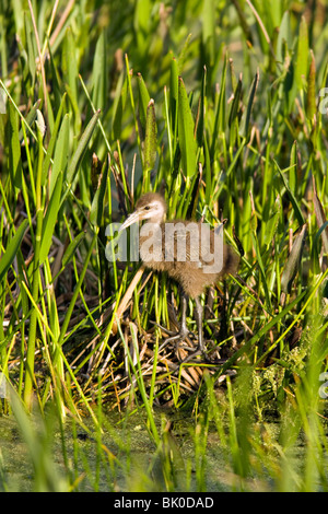 Limpkin bébé - Green Cay Wetlands - Delray Beach, Floride, USA Banque D'Images